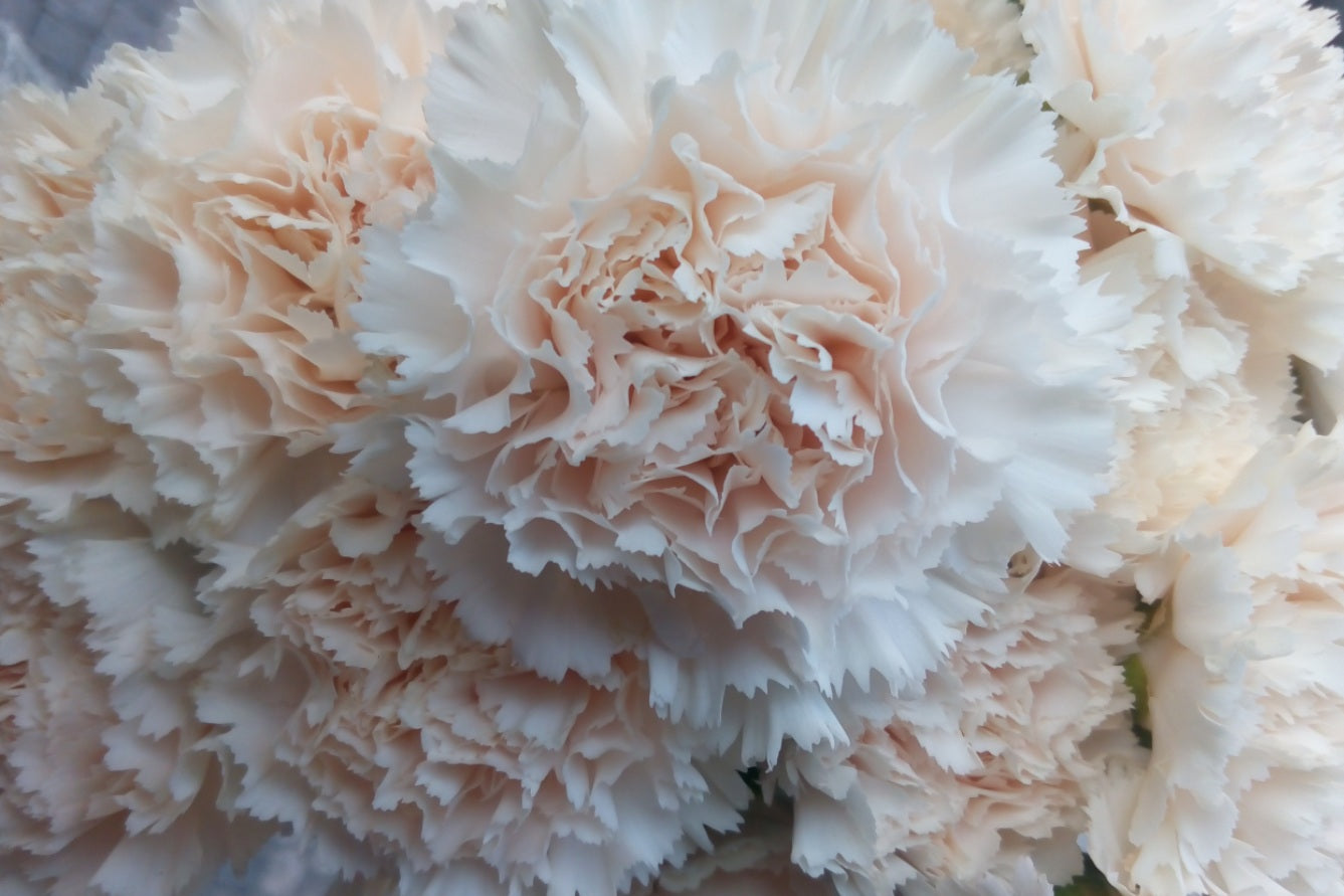 Renesance karafiátů