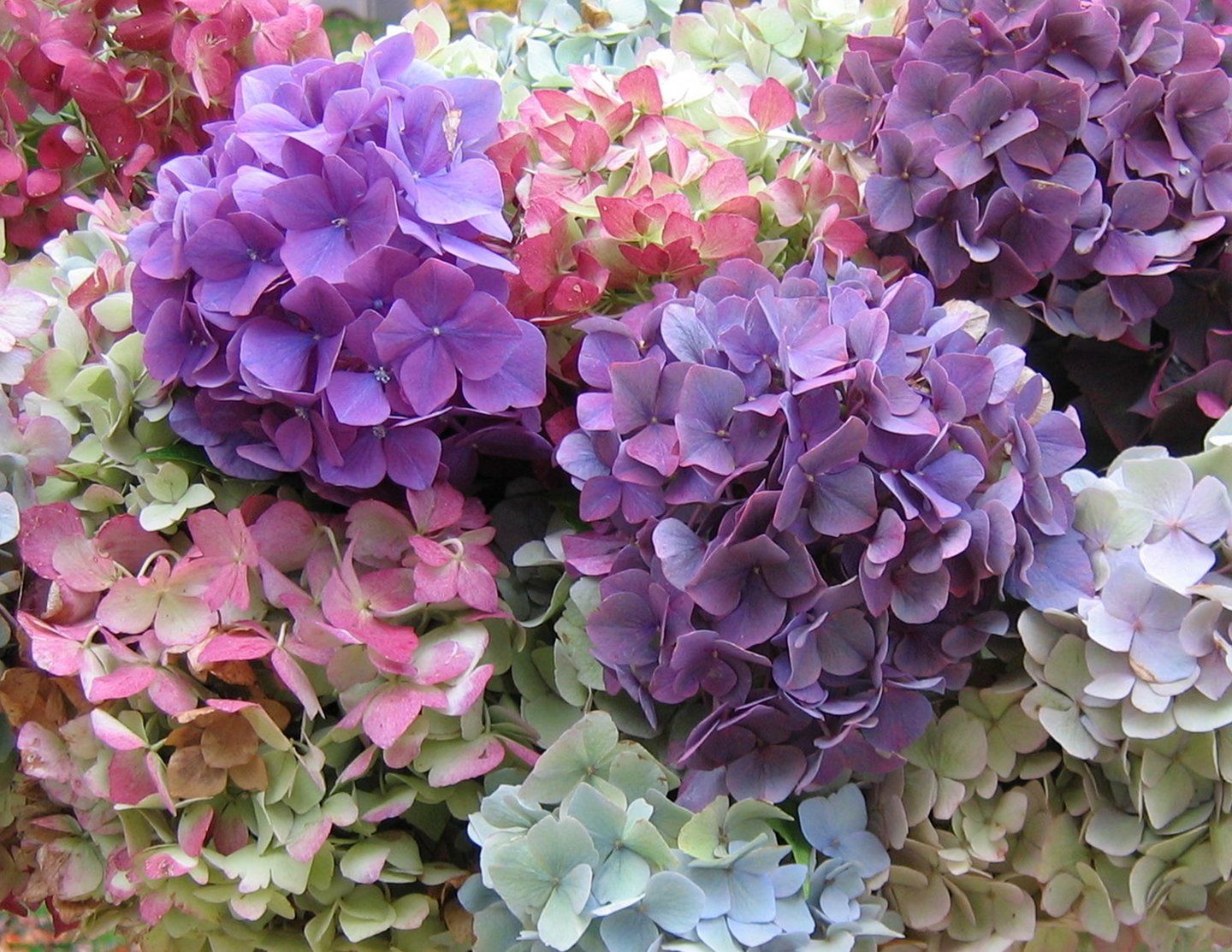 Charming Hydrangea