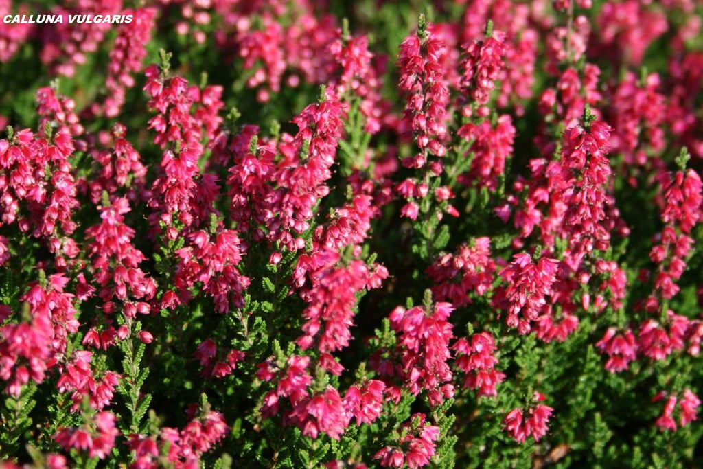 Vřes nebo vřesovec