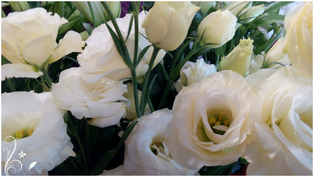 How to distinguish a Rose from Eustoma