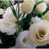 How to distinguish a Rose from Eustoma