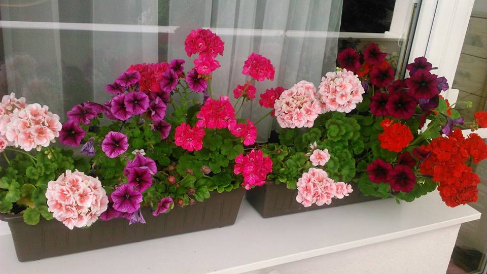 Proč má vaše sousedka na balkóně hezčí květiny