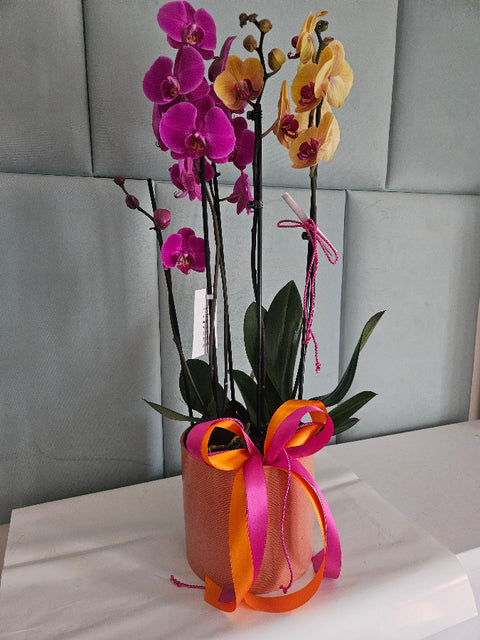 Dekorace z orchidejí Phalaenopsis