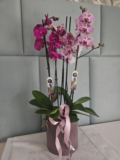 Dekorace z orchidejí Phalaenopsis