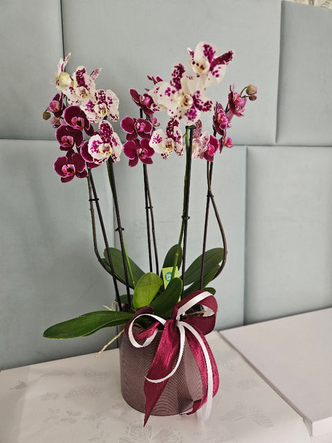 Phalaenopsis Orchid Decoration