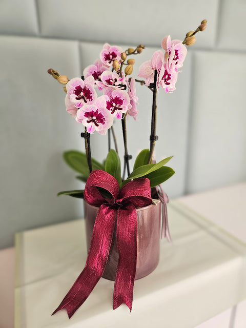 Phalaenopsis Orchid Decoration