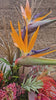 Strelitzia Bouquet video