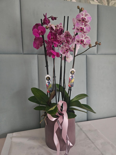 Dekorace z orchidejí Phalaenopsis