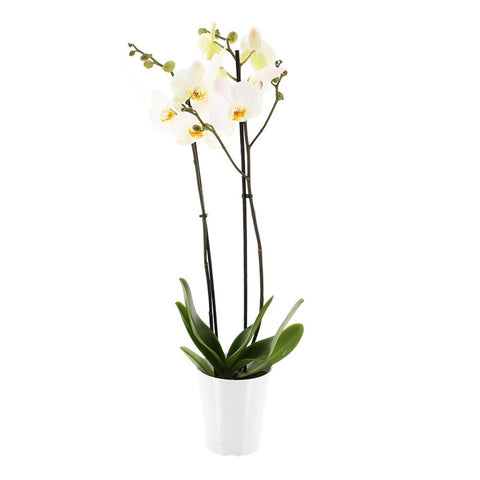 Orchidej v květináči Phalaenopsis (bílá)